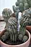 EUPHORBIA HORRIDA.jpg